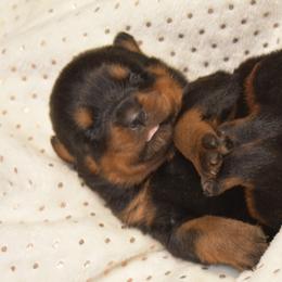 Rottweiler Puppies from Sharp Ridge Rottweilers