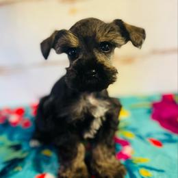 Salt and pepper 1 - Salt and pepper male Miniature Schnauzer puppy in Malvern, Arkansas from Deep South Miniature Schnauzers