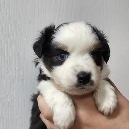 Mastiff and Toy Australian Shepherd Puppies from Mountain Mama Mastiffs and Tailspin Toy Aussies