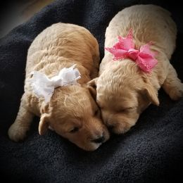 Poodle Puppies from Champion Poodles