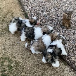 Shih Tzu Puppies from Willow Lane Shih Tzus