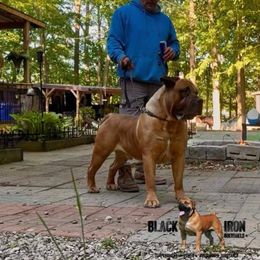 Black Iron “Riff” - Boerboel
