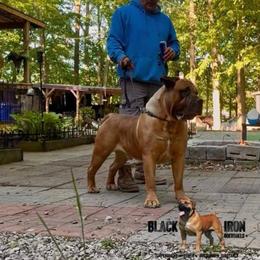 Black Iron “Riff” - Boerboel