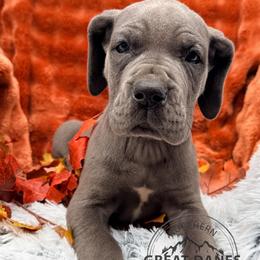 Patty - Blue female Great Dane puppy in Sac City, Iowa from Northern Great Danes of Colorado & Iowa