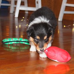 Collie Puppies from Americana Rough Collies