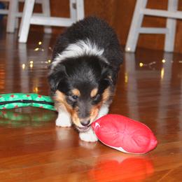 Collie Puppies from Americana Rough Collies