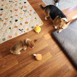 Pembroke Welsh Corgi Puppies from McGovern Family Corgis