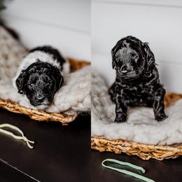 Pick 6 - Merle female Goldendoodle puppy in Damascus, Oregon from Emma Doodles