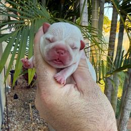 Colette - Cream female French Bulldog puppy in Largo, Florida from Big Daddy Frenchies