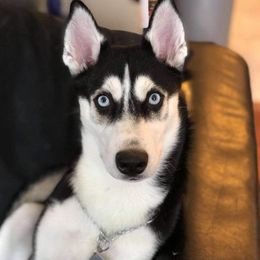 nala - Siberian Husky