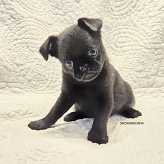 Butterball - Black male Brussels Griffon puppy in New Stanton, Pennsylvania from GN Canine Crew