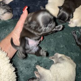 BLACK BOY - Black male Pug puppy in Saugus, Massachusetts from Pug Puppies of Boston
