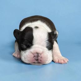 AKC Keebler - Seal and white male Boston Terrier puppy in Galena, Kansas from RottNBostons