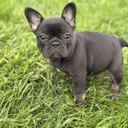 Tiny Tina - Black and tan female French Bulldog puppy in Claycomo, Missouri from Clay Acres Frenchies