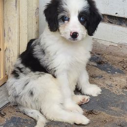 Aussiedoodle, Bernedoodle, and Poodle Puppies from Awesome Paws