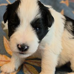 Reed - Parti male Miniature Schnauzer puppy in Clifton, Colorado from Western Slope Labradoodles and Mini Schnauzers