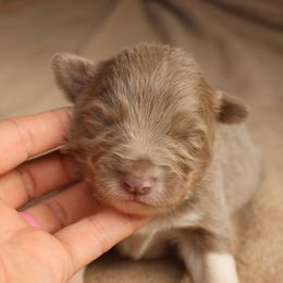 Purple Collar - Lilac female Border Collie puppy in Courtland, Alabama from C Bar C Ranch Border Collies