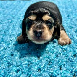 Misha - Pet Only - Black and cream female Dachshund puppy in Biloxi, Mississippi from Southern Doxies Ms