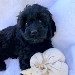 Waylon - Black male Cockapoo puppy in Preston, Idaho from Shaffer Top Notch Puppies