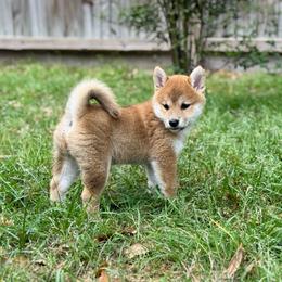 Tobiko - Red female Shiba Inu puppy in Houston, Texas from Sakura Blossom Shibas