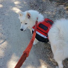 Samoyed All Grown Up from Ancient Dream Samoyeds