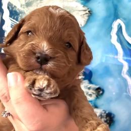 Cookie - Red female Cavapoo puppy in Liberty Hill, Texas from Cuddlebug Cavapoos of Austin