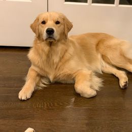 Golden Retriever All Grown Up from Goldenway Goldens