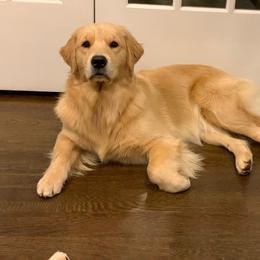 Golden Retriever All Grown Up from Goldenway Goldens