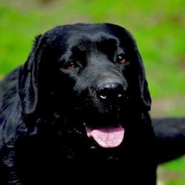 Miley - Labrador Retriever