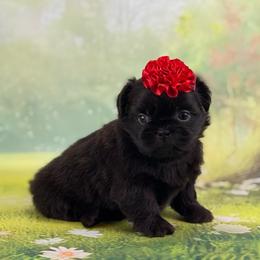 Dolly - Liver female Shih Tzu puppy in Beatrice, Nebraska from I Shih Tzu Not Puppies
