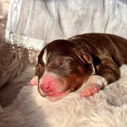 Boy-5 - Red tri-color male Australian Shepherd puppy in Ramona, California from Blue Moon Aussies