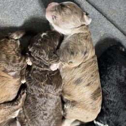 Bernedoodle Puppies from Jeanie’s Doodles