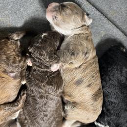 Bernedoodle Puppies from Jeanie’s Doodles