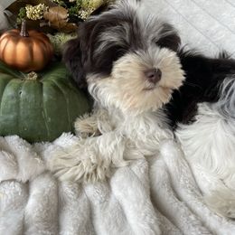 Pippa - Miniature Schnauzer