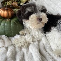 Pippa - Miniature Schnauzer