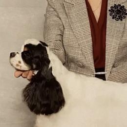 Hazel - Cocker Spaniel