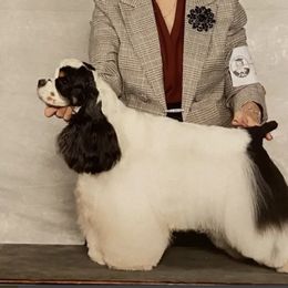 Hazel - Cocker Spaniel