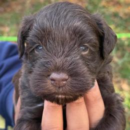 Fiyero Liver Blue green eyes - Liver male Miniature Schnauzer puppy in Temple, Texas from Schnauzers Of Taylor