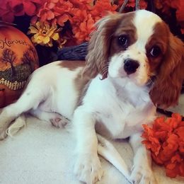 Cavalier King Charles Spaniel Puppies from Sunset Valley Cavaliers