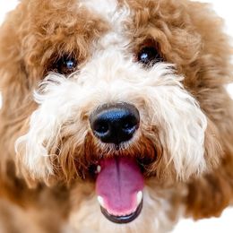 Pedro - Goldendoodle