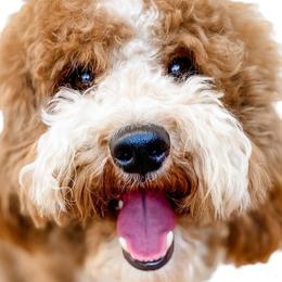 Pedro - Goldendoodle