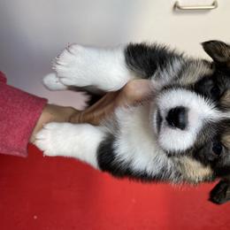 Pembroke Welsh Corgi Puppies from Davies Ranch Pembroke Welsh Corgis