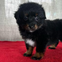 Ava - Black tri female Miniature Australian Shepherd puppy in Sulphur, Louisiana from Triple J Aussies and Corgis