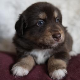 Miniature Australian Shepherd Puppies from Moss Hill Aussies