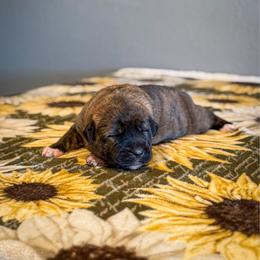 Teal collar - Brindle female Anatolian Shepherd Dog puppy in Spokane, Washington from 4D Cattle Dogs