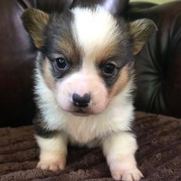 FF-3 - Black and tan female Pembroke Welsh Corgi puppy in Ely, Minnesota from RJ's Corgis