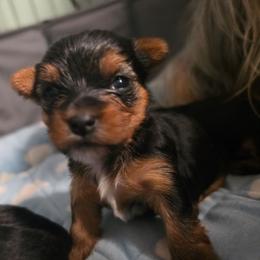 Olivia - Black and tan female Yorkshire Terrier puppy in West Enfield, Maine from GRIFFEY'S SPA AND KENNEL