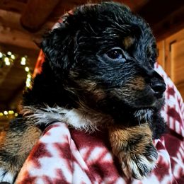 Hexy - Black tri-color female Australian Shepherd puppy in Warren, New Hampshire from Waggle Time Farms