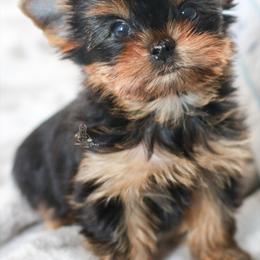 Yorkshire Terrier Puppies from Essence of Grace Yorkies