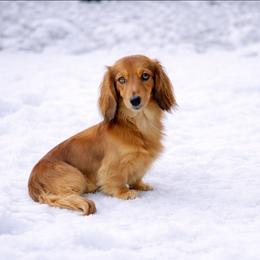 Nova - Dachshund